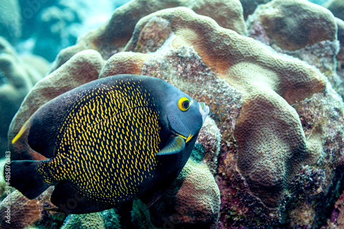 Franzosen-Kaiserfische sieht man oft in der Karibik photo