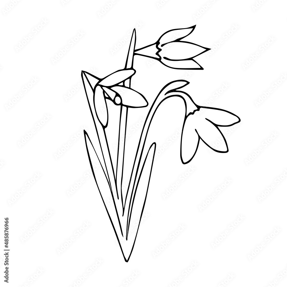 Obraz premium Vector hand drawn doodle sketch snowdrops flower isolated on white background