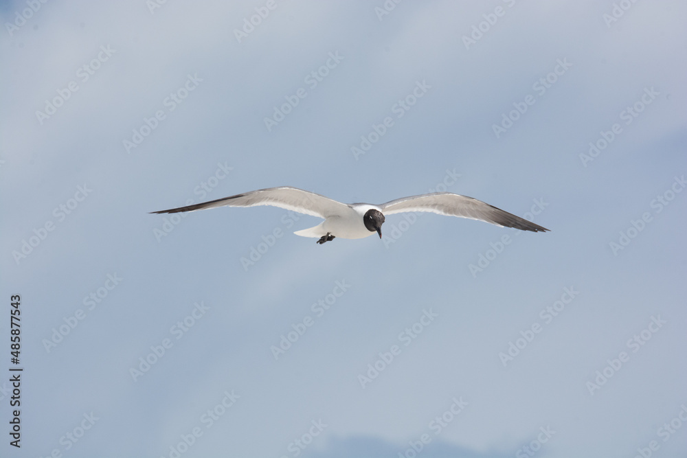 afternoon of seagulls 2
