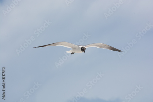 afternoon of seagulls 2  © ANDRES VILLARRAGA