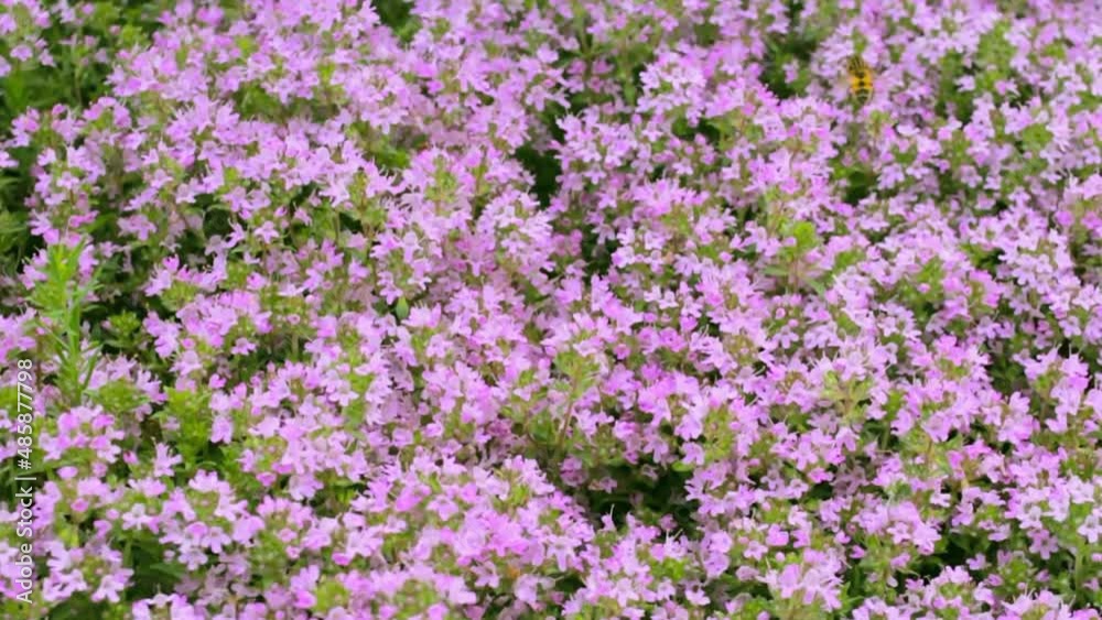 Medicinal plants of pink thyme on organic field, blossom thyme in herbal garden, close up tiny violet flowers on farm meadow, aromatic and healthy herb for tea or medicine cultivating at floral season Medicinal plants of pink thyme on organic field, blossom thyme in herbal garden, close up tiny violet flowers on farm meadow, aromatic and healthy herb for tea or medicine cultivating at floral season