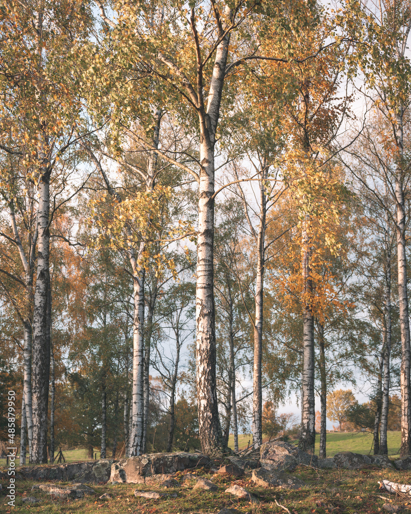 Tall birch trees during summer or early autumn in wooded area Skrylle in southern Sweden