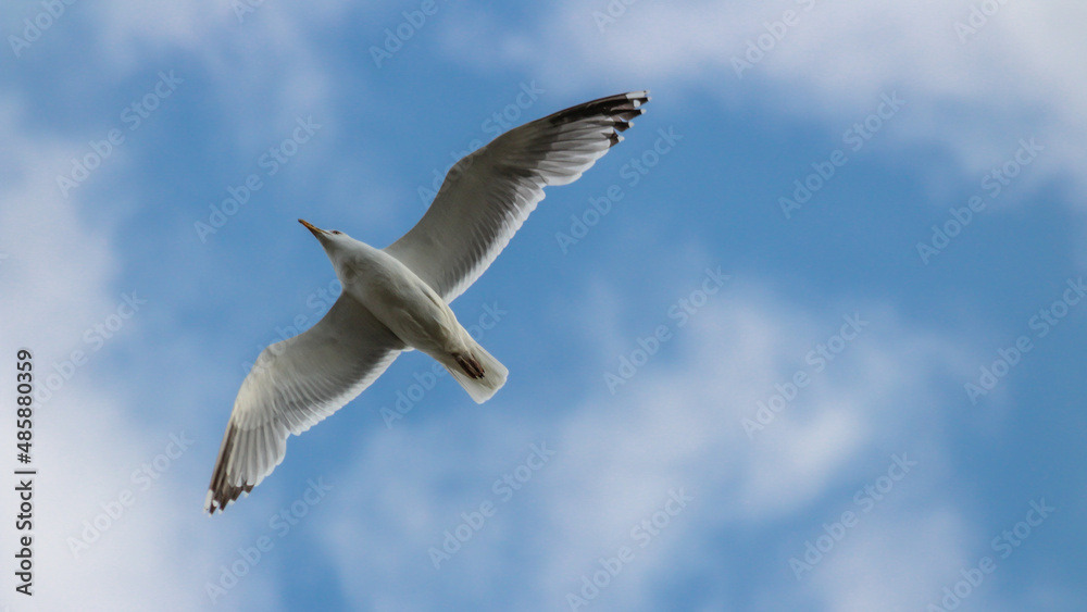 Seagull on the sky
