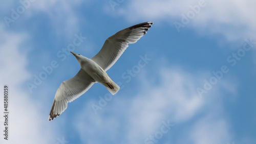 Seagull on the sky