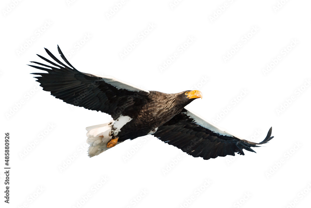 Fototapeta premium Adult Steller's sea eagle in flight. Scientific name: Haliaeetus pelagicus. Isolated on white background.