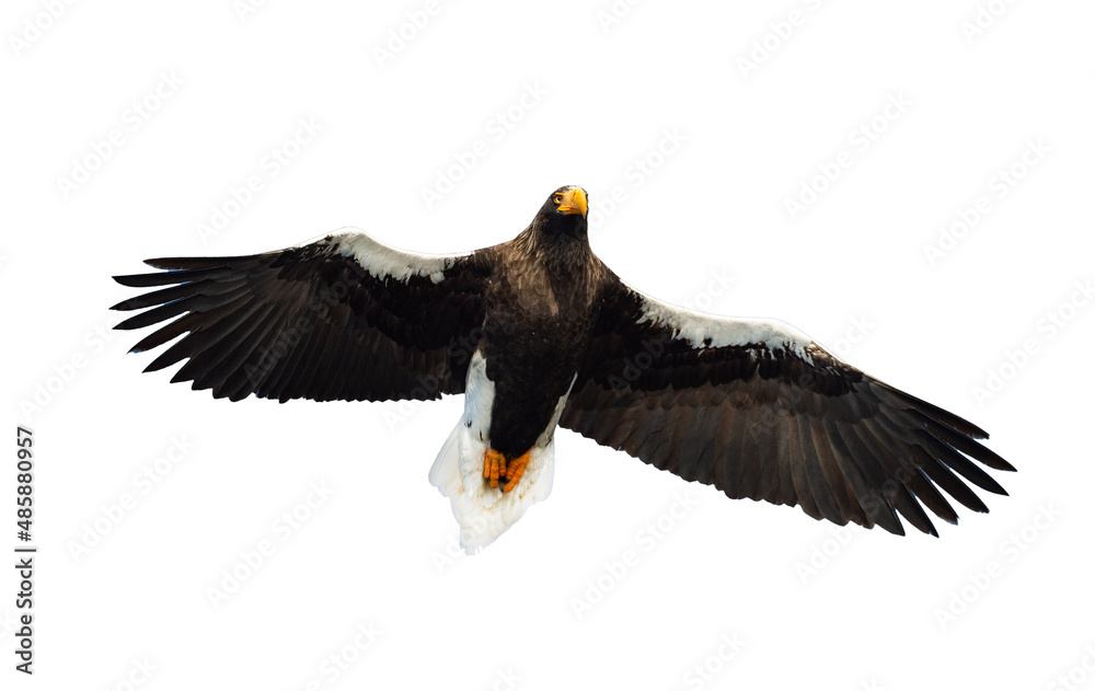 Obraz premium Adult Steller's sea eagle in flight. Front view. Scientific name: Haliaeetus pelagicus. Isolated on white background.