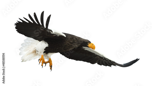 Adult Steller's sea eagle in flight. Scientific name: Haliaeetus pelagicus. Isolated on white background.