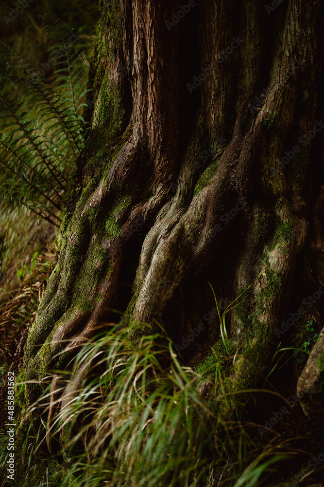 Obraz premium Blarney Castle and Gardens