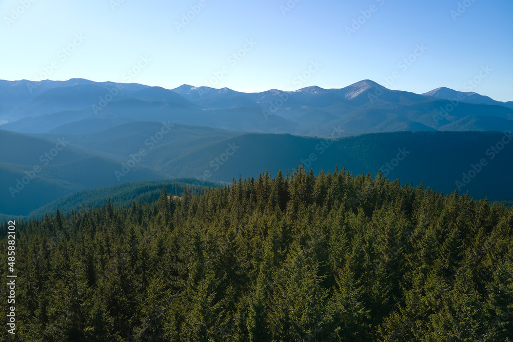 Aerial view of mountain hills covered with dense green pine woods on bright day