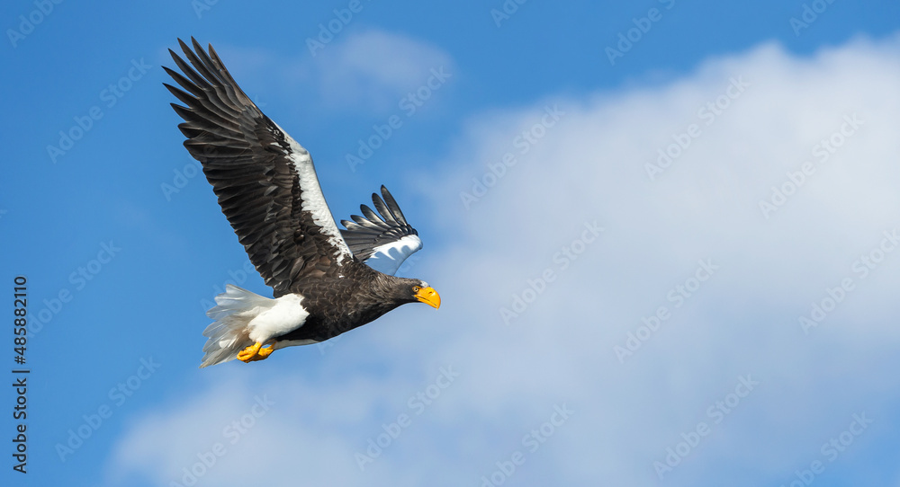 Adult Steller's sea eagle in flight. Scientific name: Haliaeetus pelagicus. Blue sky and ocean background. Adult Steller's sea eagle in flight. Scientific name: Haliaeetus pelagicus. Blue sky and ocean background.