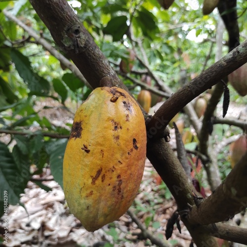 yellowing or ripening cocoa pods or cacao pods on tree trunks, cocoa plantations