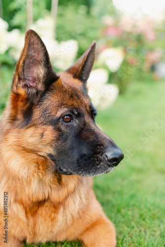 German shepherd dog. Pet portrait outside.