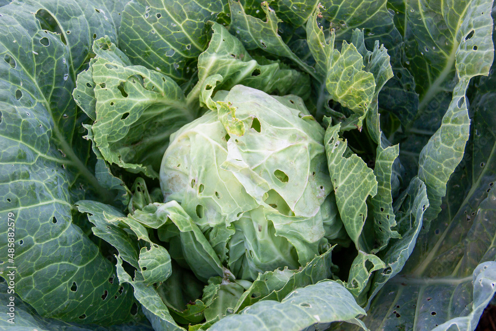 holes in cabbage leaves, disease, caterpillars of cabbage butterfly