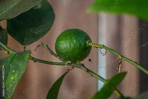 Lime hanging from lime tree