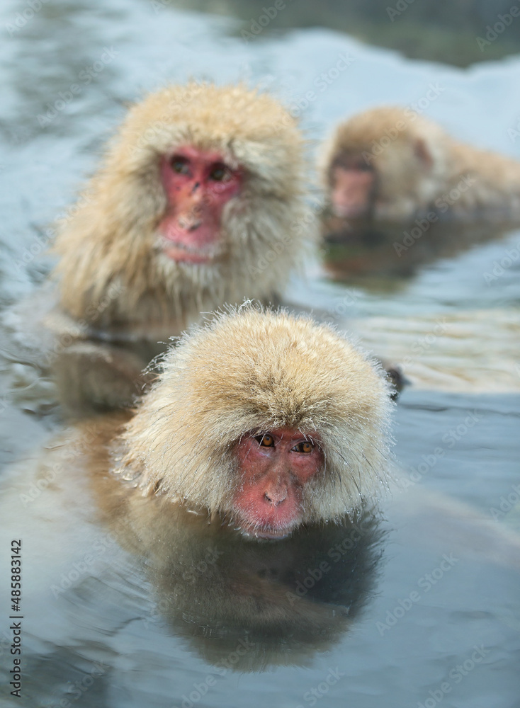 Naklejka premium Japanese macaques in the water of natural hot springs. The Japanese macaque ( Scientific name: Macaca fuscata), also known as the snow monkey. Natural habitat, winter season.