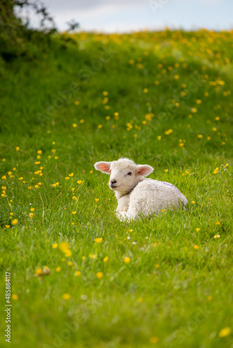 Quadro em tela A lamb laying in a field of buttercups on a sunny spring day