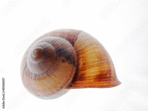 Snail shell of a Roman snail 
