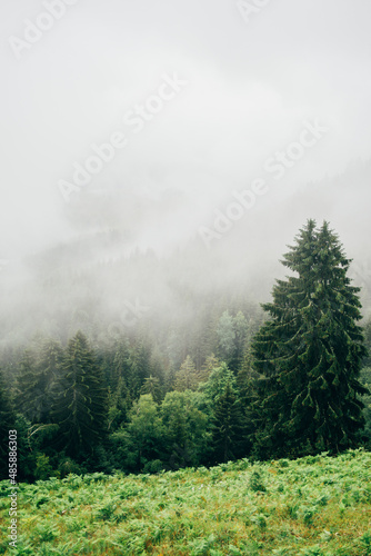 Green misty forest with evergreen trees