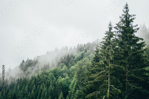 Evergreen trees forest landscape covered in fog, mist