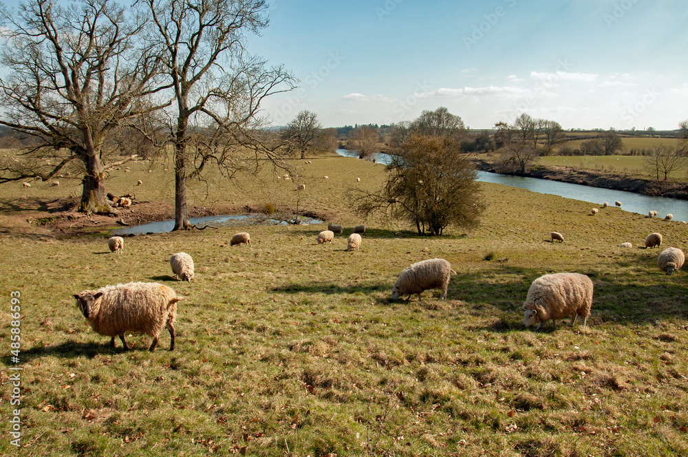 Fototapeta premium Sheep grazing in the summertime meadow in the UK.