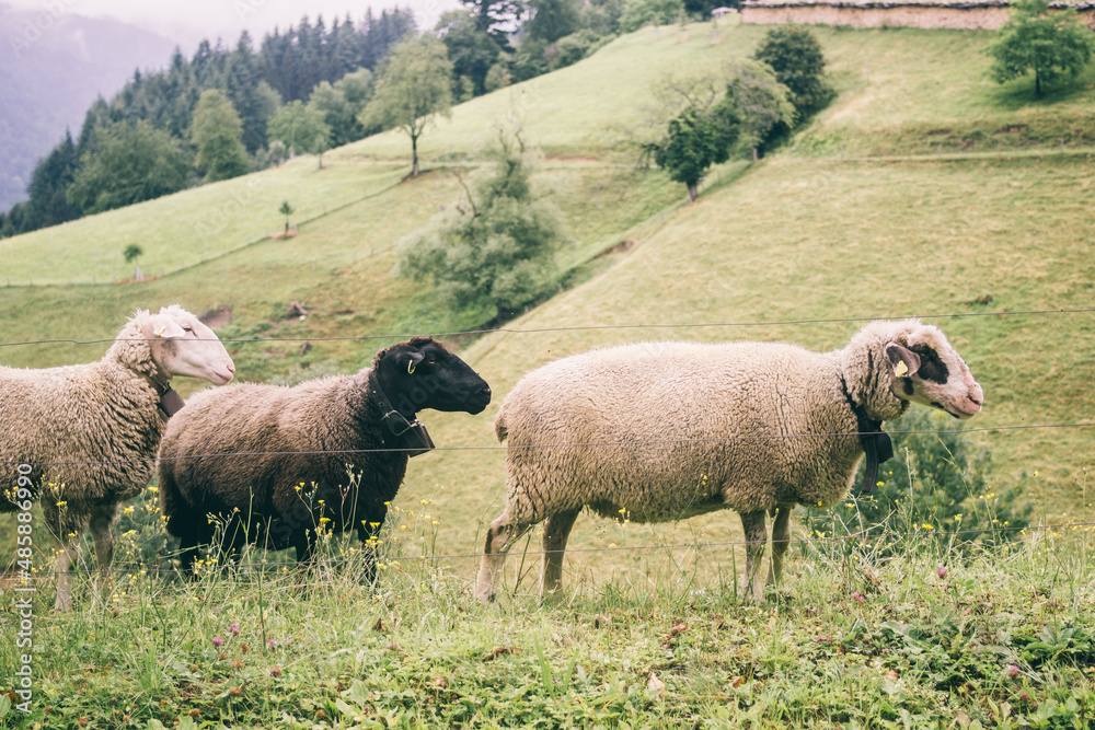 Fototapeta premium Herd of sheep grazing in the hills of the Schwarzwald Black Forest in Germany