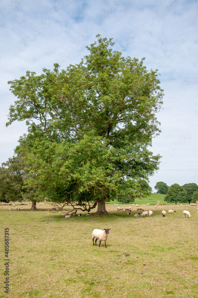 Obraz premium Sheep grazing in the summertime meadow in the UK.