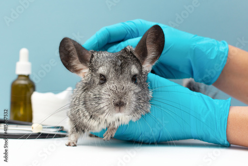 Veterinarian doctor examining cute chinchilla with stethoscope at white table, closeup photo
