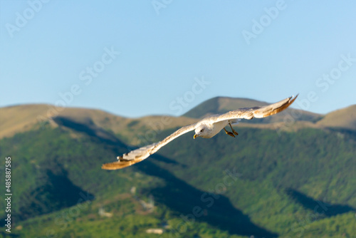 A seagull soars in the sky over a beautiful mountain landscape.