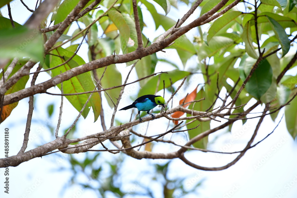 Fototapeta premium Sete-cores-da-amazônia