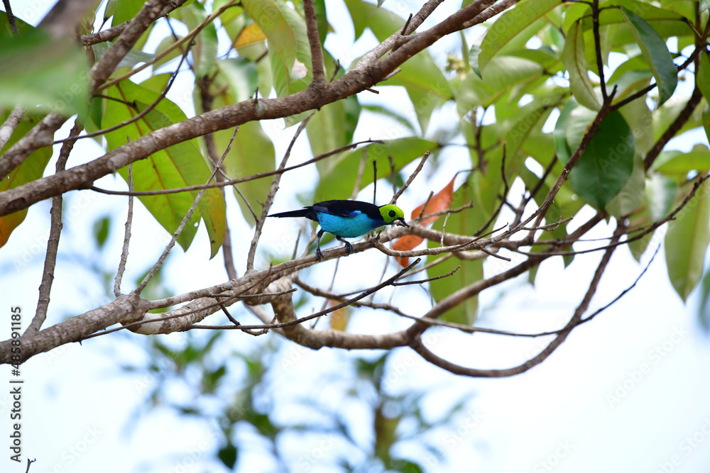 Sete-cores-da-amazônia