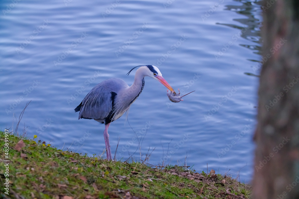 Gray heron catches a mouse