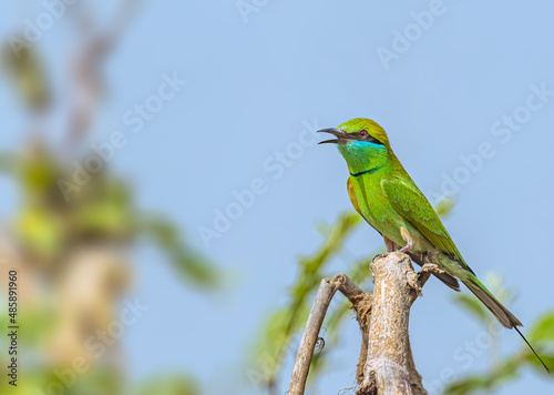 A singing bee eater on a tree