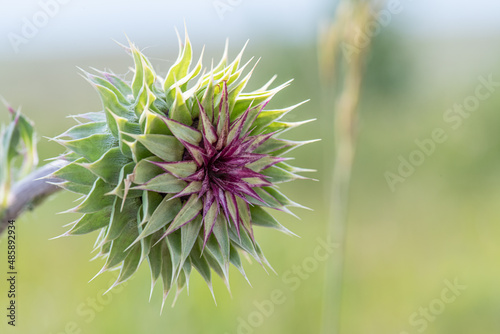 Obraz na płótnie A Thistle w salonie