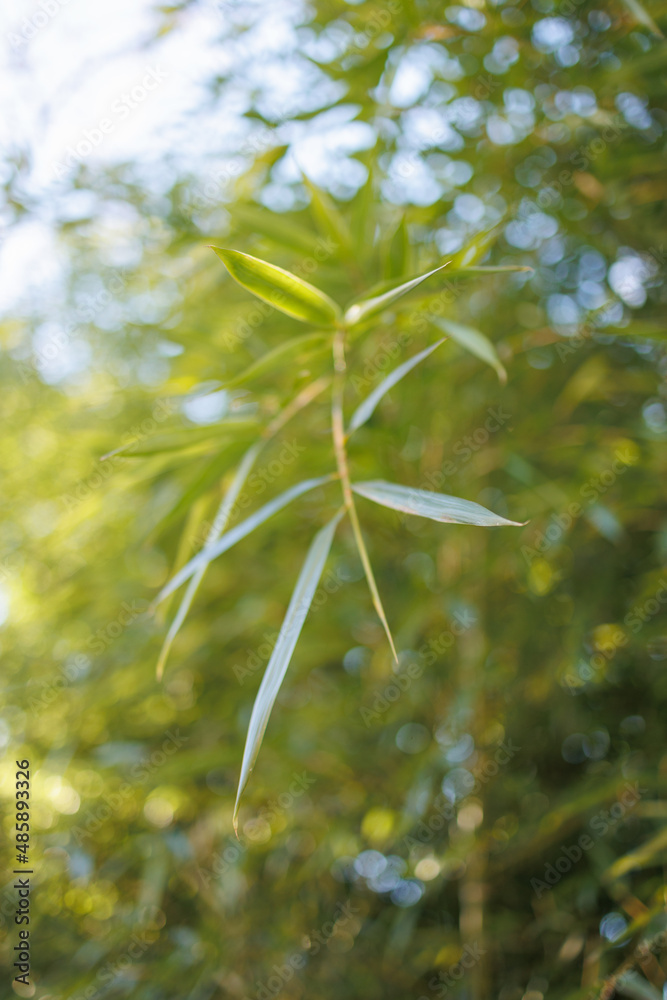 Naklejka premium Bamboo green leaves in closeup