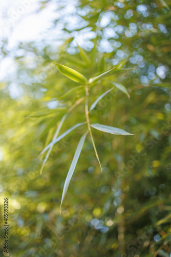 Wallpaper Mural Bamboo green leaves in closeup Torontodigital.ca