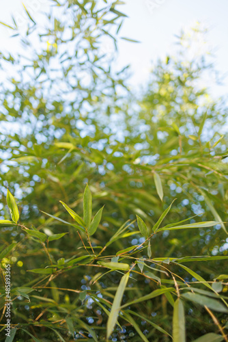 Bamboo green leaves in closeup