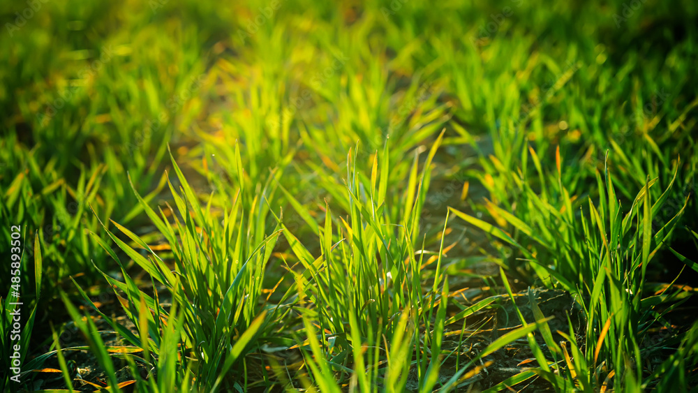 Fototapeta premium Young wheat seedlings growing on field in black soil. Spring green wheat grows in soil. Close up on sprouting rye on agriculture field in sunny day. Sprouts of rye. Agriculture.