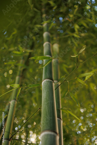 Bamboo plant in closeup with details