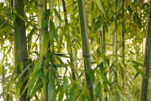 Bamboo plant in closeup with details