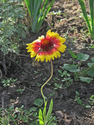 Pirouette from Nature.Composition 1.