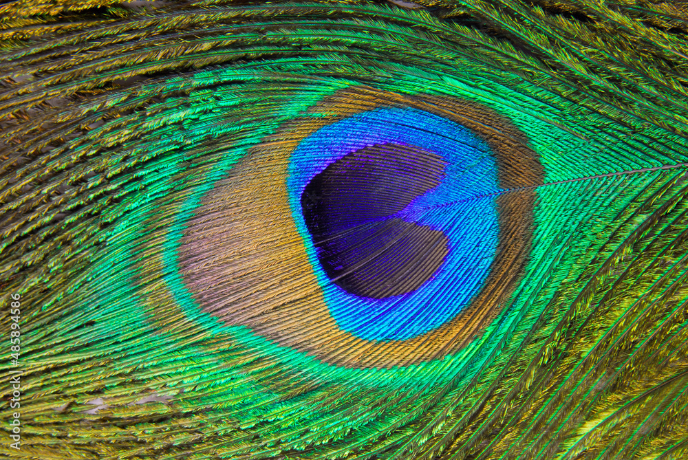 Obraz premium Peacock feather macro detail background