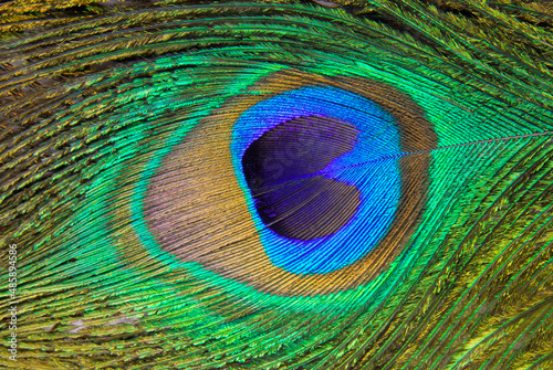 Peacock feather macro detail background