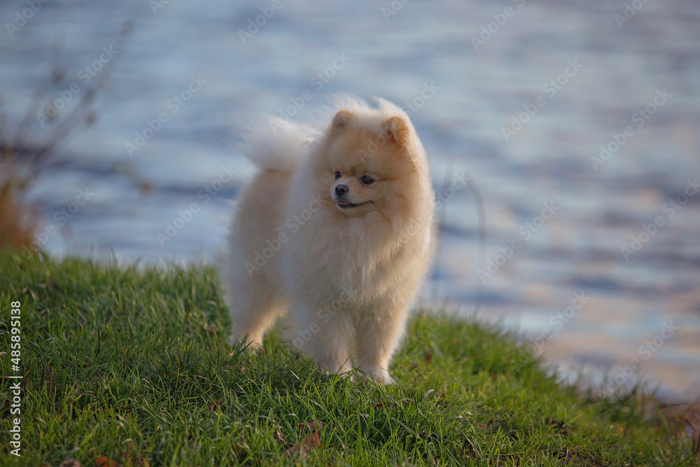 white pomeranian dog on grass