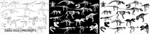 Graphic set of dinosaur skeletons isolated on white and black background. vector drawing