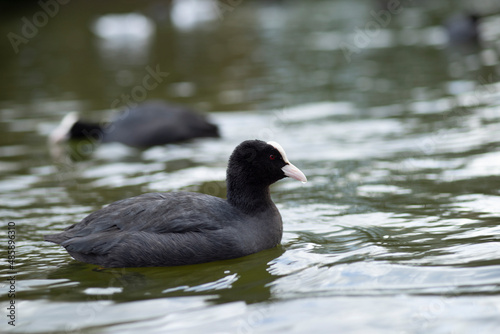 Eurasian Coot (Fulica Atra) swimming and searching for food in a pond in The Netherlands