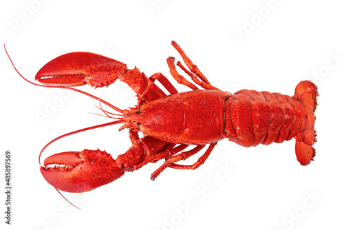 Tela Cooked Atlantic lobster on a white background.