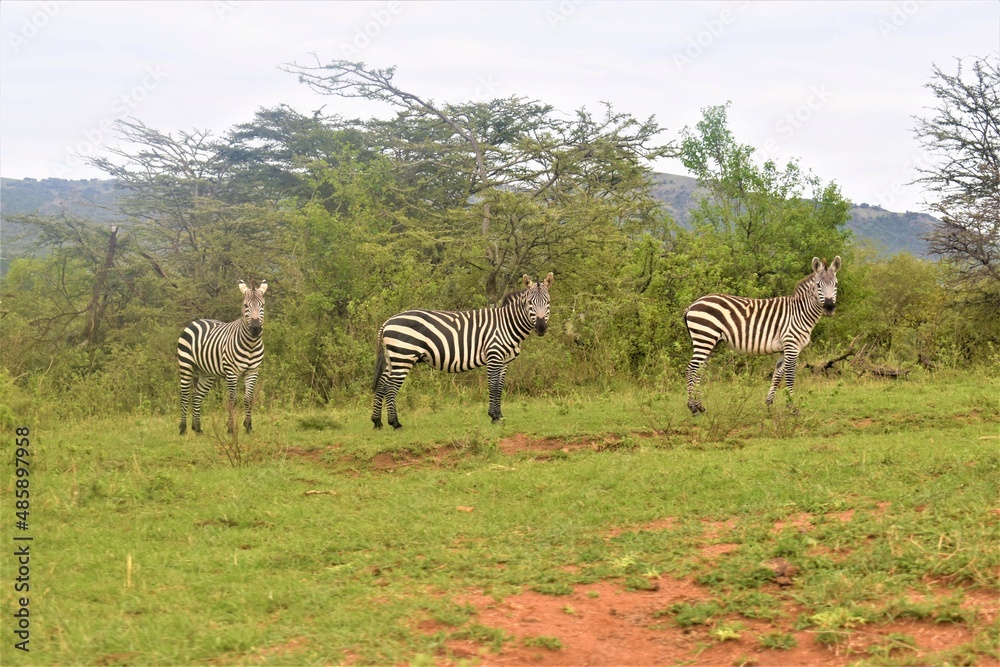 Obraz premium zebras