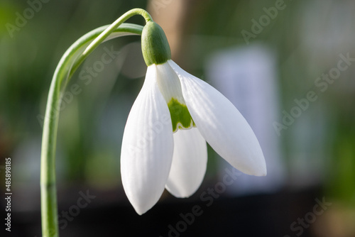Close up of a greater snowdrop (galanthus elwesii) flower