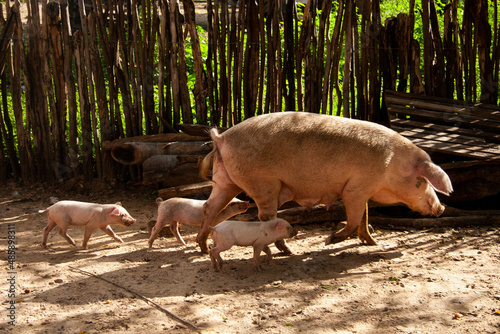 porco fêmea com filhotes em quintal cercado com varas photo