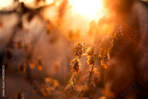 golden hour leaves 